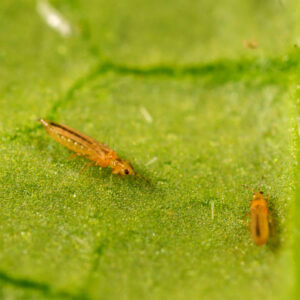 Agriculture Pests